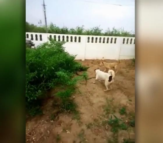 شاهد كيف طارد كلبان افعى الجرذ لابعادها عن صاحبهما صورة رقم 1 شاهد كيف طارد كلبان افعى الجرذ لابعادها عن صاحبهما صورة رقم 1