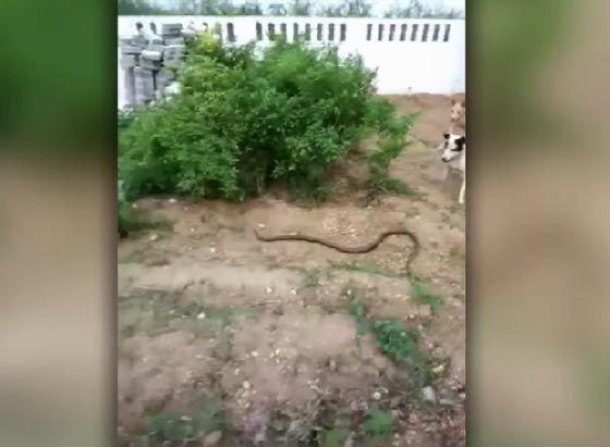 شاهد كيف طارد كلبان افعى الجرذ لابعادها عن صاحبهما صورة رقم 3 شاهد كيف طارد كلبان افعى الجرذ لابعادها عن صاحبهما صورة رقم 3