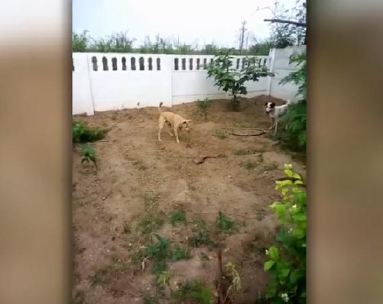شاهد كيف طارد كلبان افعى الجرذ لابعادها عن صاحبهما صورة رقم 4 شاهد كيف طارد كلبان افعى الجرذ لابعادها عن صاحبهما صورة رقم 4