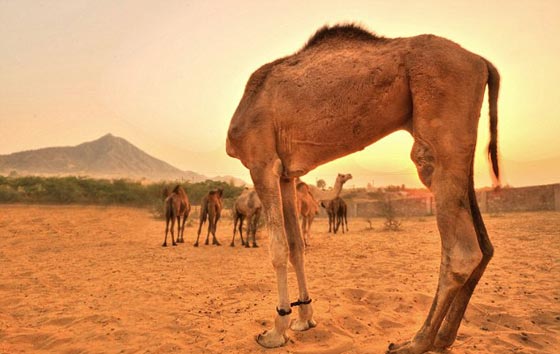 اغرب صور الحيوانات بعضها تبدو برأسين واخرى بلا رؤوس صورة رقم 2 اغرب صور الحيوانات بعضها تبدو برأسين واخرى بلا رؤوس صورة رقم 2