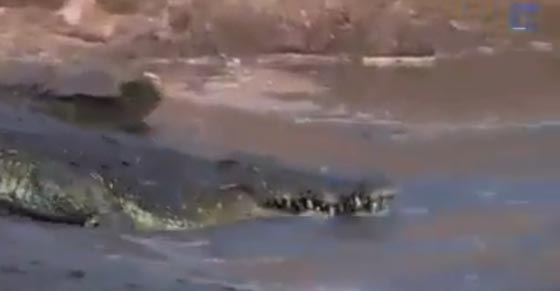 فيديو مثير.. الحيوانات الاكثر حظا تنجو من انياب التماسيح صورة رقم 4 فيديو مثير.. الحيوانات الاكثر حظا تنجو من انياب التماسيح صورة رقم 4