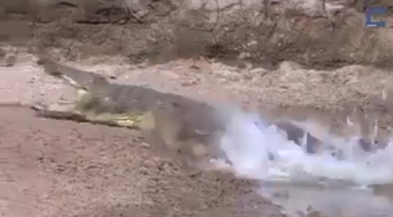 فيديو مثير.. الحيوانات الاكثر حظا تنجو من انياب التماسيح صورة رقم 6 فيديو مثير.. الحيوانات الاكثر حظا تنجو من انياب التماسيح صورة رقم 6