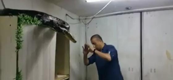 معركة شرسة بين شاب فلسطيني وثغبان عملاق.. شاهد فيديو صورة رقم 3