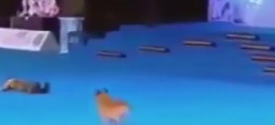 فيديو مذهل.. تدريب كلب على اجراء عملية انعاش لصاحبته صورة رقم 1