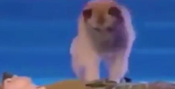 فيديو مذهل.. تدريب كلب على اجراء عملية انعاش لصاحبته صورة رقم 2