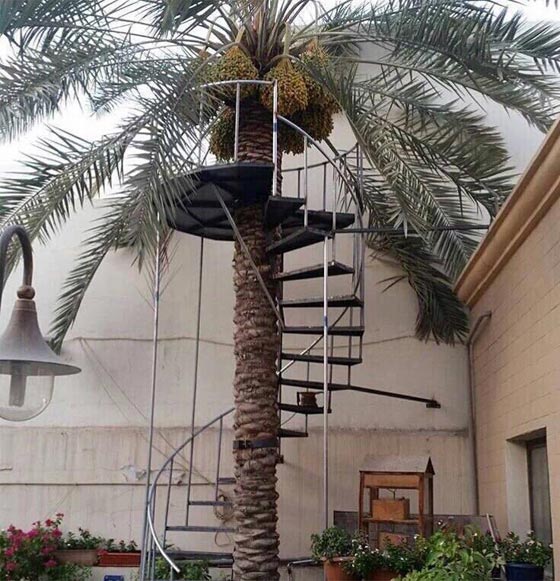 سلّم الى النخلة.. سعودي يبر والدته بطريقة تسهل عليها قطف التمور صورة رقم 1