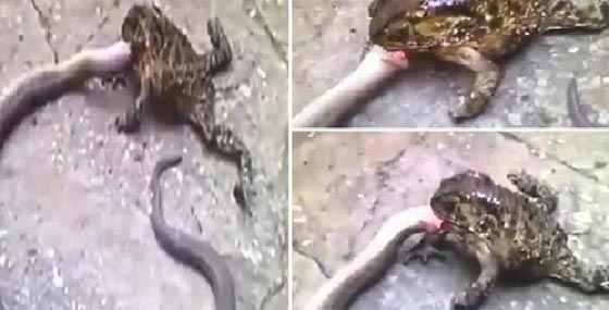 شاهد مهاجمة الضفادع للافاعي في افظع لحظة صورة رقم 1 شاهد مهاجمة الضفادع للافاعي في افظع لحظة صورة رقم 1