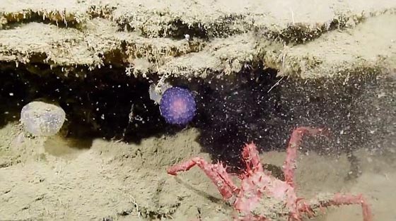 كائن غامض يثير حيرة العلماء ويدفع البعض للتساؤل هل هو بوكيمون؟ صورة رقم 1