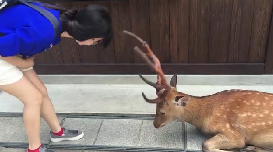 غزال يشكر فتاة يابانية على طريقته الخاصة.. شاهده صورة رقم 4