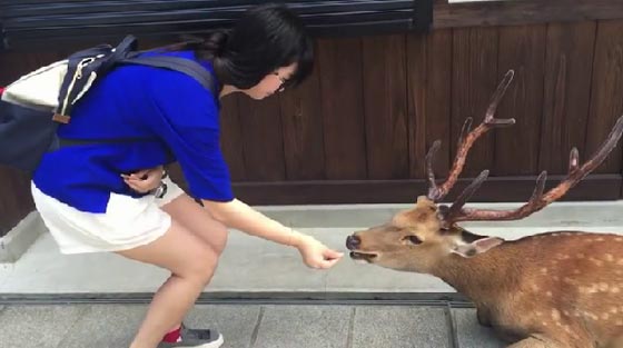 غزال يشكر فتاة يابانية على طريقته الخاصة.. شاهده صورة رقم 5
