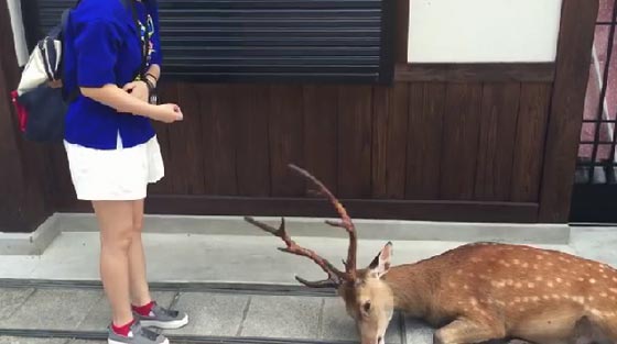 غزال يشكر فتاة يابانية على طريقته الخاصة.. شاهده صورة رقم 6