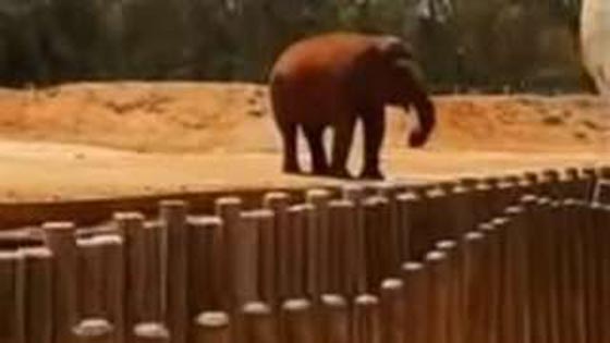 فيل يرجم طفلة مغربية بحجر ويقتلها صورة رقم 2 فيل يرجم طفلة مغربية بحجر ويقتلها صورة رقم 2