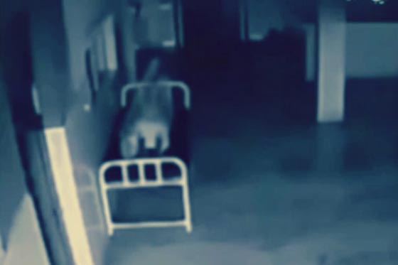 مشاهد مخيفة لشيء يخرج من جسد امراة متوفاه صورة رقم 1