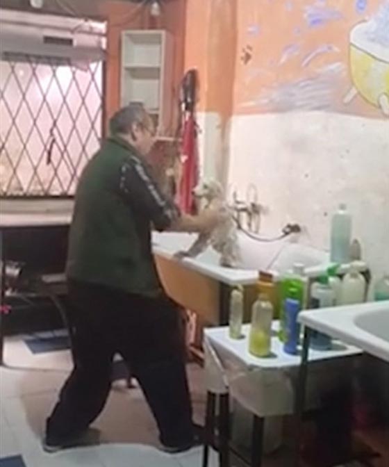 فيديو وصور.. 4 ملايين شاهدوا رقصة الكلب مع صاحب صالون الحلاقة صورة رقم 1 فيديو وصور.. 4 ملايين شاهدوا رقصة الكلب مع صاحب صالون الحلاقة صورة رقم 1
