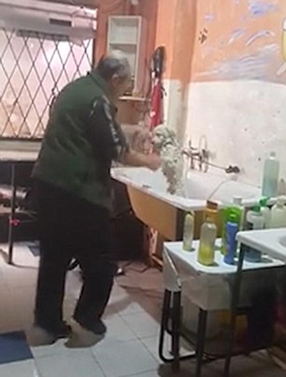 فيديو وصور.. 4 ملايين شاهدوا رقصة الكلب مع صاحب صالون الحلاقة صورة رقم 2 فيديو وصور.. 4 ملايين شاهدوا رقصة الكلب مع صاحب صالون الحلاقة صورة رقم 2