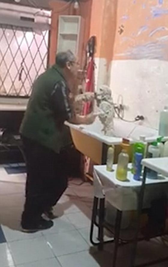 فيديو وصور.. 4 ملايين شاهدوا رقصة الكلب مع صاحب صالون الحلاقة صورة رقم 3 فيديو وصور.. 4 ملايين شاهدوا رقصة الكلب مع صاحب صالون الحلاقة صورة رقم 3