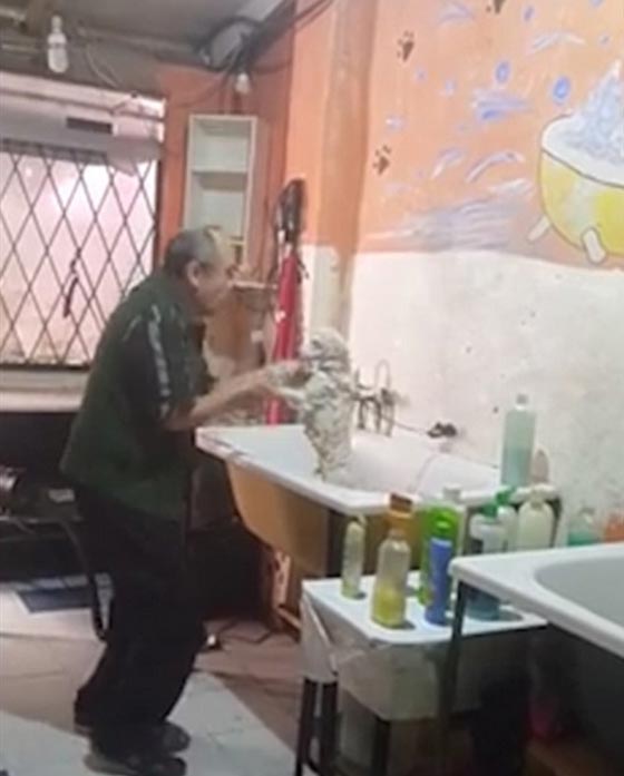 فيديو وصور.. 4 ملايين شاهدوا رقصة الكلب مع صاحب صالون الحلاقة صورة رقم 4 فيديو وصور.. 4 ملايين شاهدوا رقصة الكلب مع صاحب صالون الحلاقة صورة رقم 4