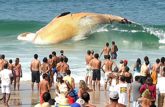  اغرب صور حقيقية بدون فوتوشوب.. مذهلة فعلا! صورة رقم 9