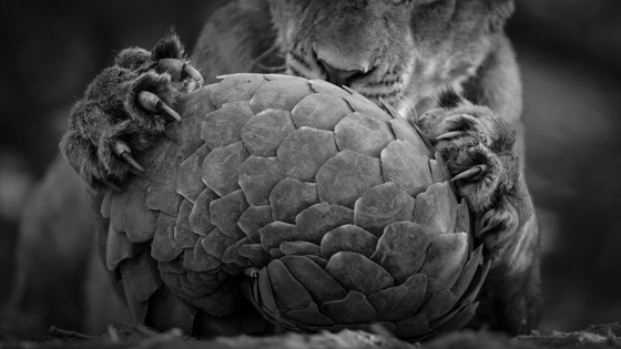 50 الف صورة من معرض الحياة البرية شاهد الافضل بينها صورة رقم 4