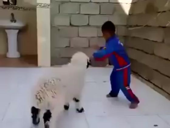 فيديو طريف: مشاجرة بين طفل وخروف تنتهي بفوز الطفل وتراجع الخروف  صورة رقم 1