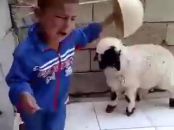 فيديو طريف: مشاجرة بين طفل وخروف تنتهي بفوز الطفل وتراجع الخروف  صورة رقم 2