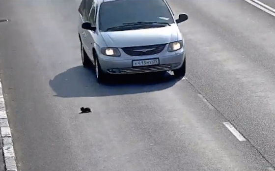 فيديو مثير.. شاهد كم مرة نجت هذه القطة الصغيرة من الموت!! صورة رقم 2