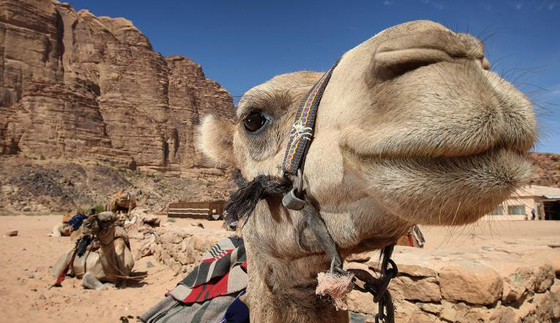 البتراء الاردنية.. ارث سياحي عالمي نادر يعاني من تراجع اهتمام الزائر صورة رقم 6