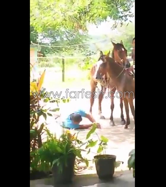 فيديو طريف.. سقوط مضحك لرجل حاول ركوب حصان صورة رقم 4