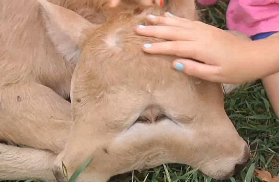 ولادة نادرة لعجل برأسين ويتمتع بصحة جيدة.. شاهد الفيديو صورة رقم 1 ولادة نادرة لعجل برأسين ويتمتع بصحة جيدة.. شاهد الفيديو صورة رقم 1
