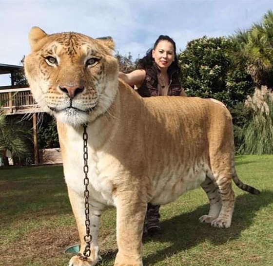 صور غريبة.. ماذا ينتج من تهجين حيوانات من فصائل مختلفة؟ صورة رقم 4