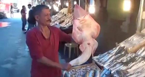 ظهور سمكة قرش بملامح بشرية في تركيا.. شاهد الصور صورة رقم 2