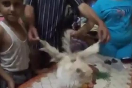 فيديو غريب.. العثور على قط بجناحين في مصر صورة رقم 3 فيديو غريب.. العثور على قط بجناحين في مصر صورة رقم 3