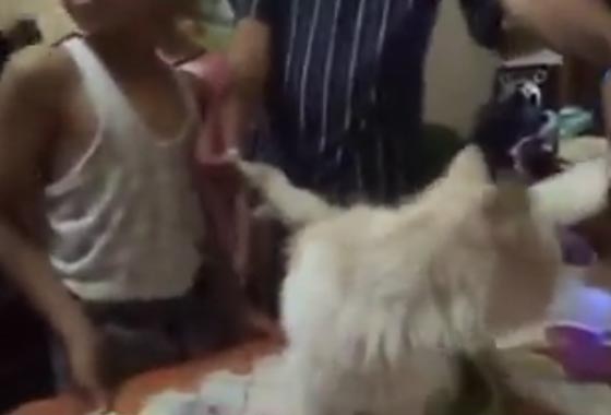 فيديو غريب.. العثور على قط بجناحين في مصر صورة رقم 2 فيديو غريب.. العثور على قط بجناحين في مصر صورة رقم 2
