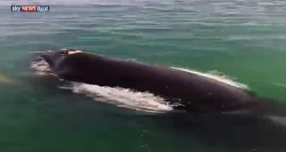 مهرجان الحيتان الاكبر من نوعه في جنوب إفريقيا صورة رقم 5