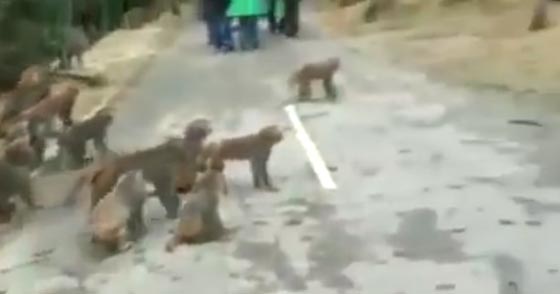 فيديو صادم: خناقة عنيفة بين مجموعتين من القرود صورة رقم 6 فيديو صادم: خناقة عنيفة بين مجموعتين من القرود صورة رقم 6