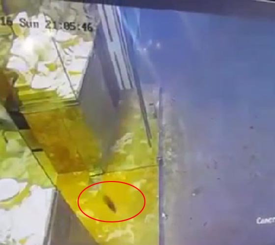فيديو طريف لصاحب محل مجوهرات يطارد فأرا وهو بحالة هلع صورة رقم 3