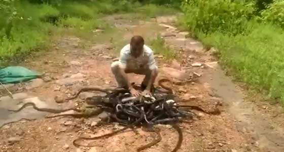  فيديو مرعب: رجل يطلق سراح 300 أفعى في حديقة في الهند! صورة رقم 2