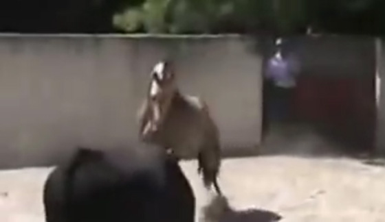 فيديو نادر: صراع شرس ومواجهة عنيفة بين حصان وثور هائج صورة رقم 1
