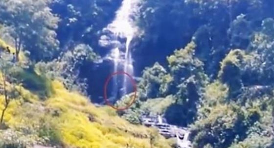  فيديو صادم.. مخلوق غريب يتجوّل في غابات اندونيسيا صورة رقم 3