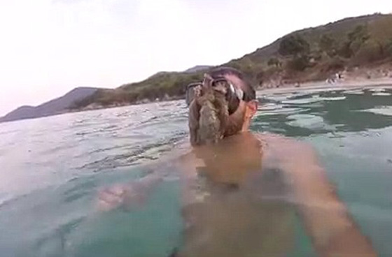 فيديو طريف: أخطبوط يلتصق بوجه غطاس ويرفض ان يتركه! صورة رقم 3 فيديو طريف: أخطبوط يلتصق بوجه غطاس ويرفض ان يتركه! صورة رقم 3