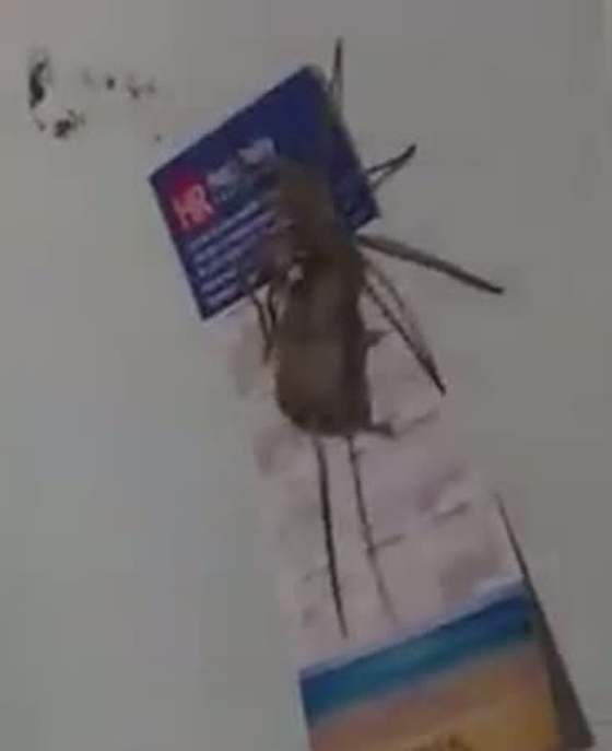  فيديو مثير.. عنكبوت ضخم يصطاد فأرا ويحمله بين فكيه صورة رقم 2