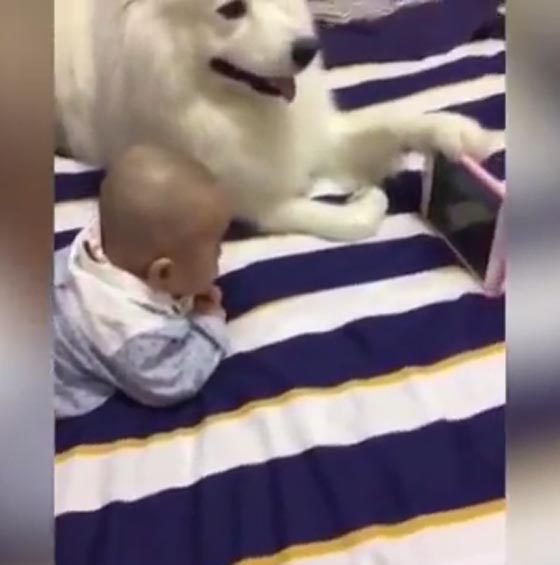 فيديو مثير.. كلب يمسك الجهاز اللوحي لصديقه الطفل لكي يشاهد الكرتون صورة رقم 2 فيديو مثير.. كلب يمسك الجهاز اللوحي لصديقه الطفل لكي يشاهد الكرتون صورة رقم 2