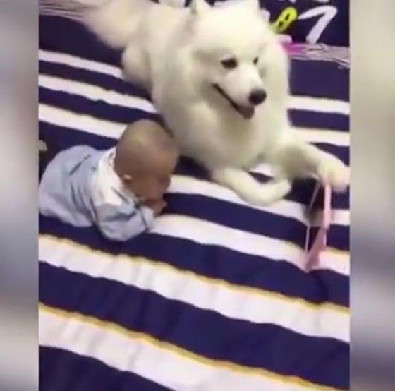 فيديو مثير.. كلب يمسك الجهاز اللوحي لصديقه الطفل لكي يشاهد الكرتون صورة رقم 3 فيديو مثير.. كلب يمسك الجهاز اللوحي لصديقه الطفل لكي يشاهد الكرتون صورة رقم 3