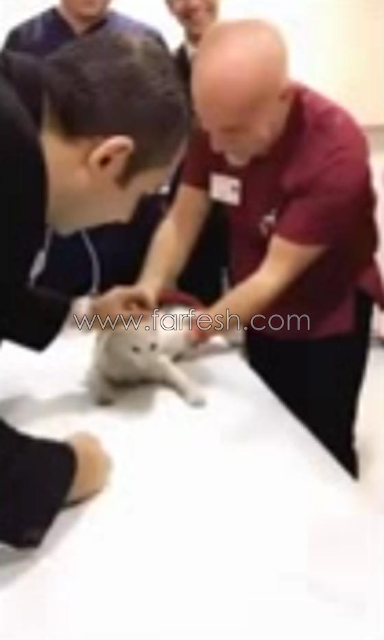 فيديو قطة تعلق في باب دوار في فندق تركي صورة رقم 2 فيديو قطة تعلق في باب دوار في فندق تركي صورة رقم 2