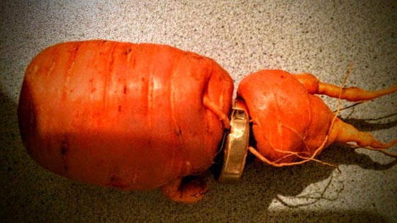 صور طريفة: كهل فقد خاتم زواجه وبعد سنوات عثر عليه بمساعدة جزرة! صورة رقم 1 صور طريفة: كهل فقد خاتم زواجه وبعد سنوات عثر عليه بمساعدة جزرة! صورة رقم 1