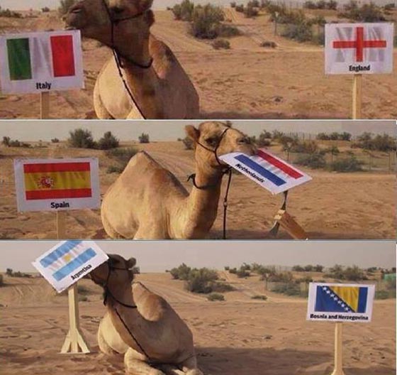 قبل قرد ترامب... اليكم صور 6 حيوانات اشتهرت بالتنبؤات للمستقبل صورة رقم 6 قبل قرد ترامب... اليكم صور 6 حيوانات اشتهرت بالتنبؤات للمستقبل صورة رقم 6