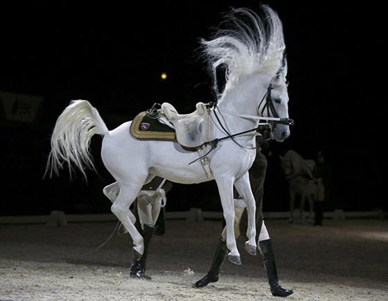 صور مذهلة.. حصان ابيض يطير في الهواء في قفزة الماعز صورة رقم 4 صور مذهلة.. حصان ابيض يطير في الهواء في قفزة الماعز صورة رقم 4