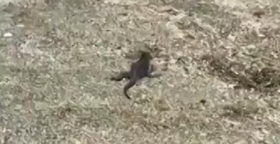 فيديو مذهل.. مجموعة افاعي تطارد صغير الاغوانا صورة رقم 2
