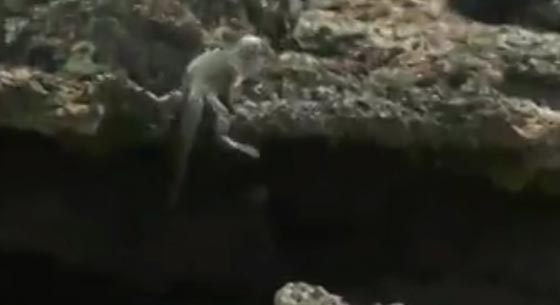 فيديو مذهل.. مجموعة افاعي تطارد صغير الاغوانا صورة رقم 4