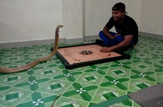 رجل تزوج من أفعى لانها تشبه صديقته المتوفاة صورة رقم 3 رجل تزوج من أفعى لانها تشبه صديقته المتوفاة صورة رقم 3